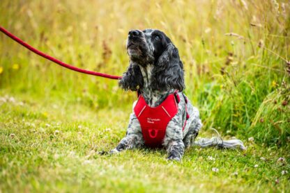 MOUNTAIN PAWS DOG HARNESS RED - Image 5