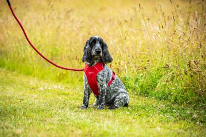 MOUNTAIN PAWS DOG HARNESS RED - Image 7
